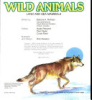 The_Hayes_book_of_wild_animals