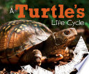 A_turtle_s_life_cycle