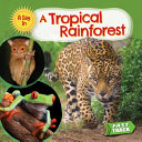 A_tropical_rain_forest
