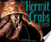 Pet_hermit_crabs_up_close